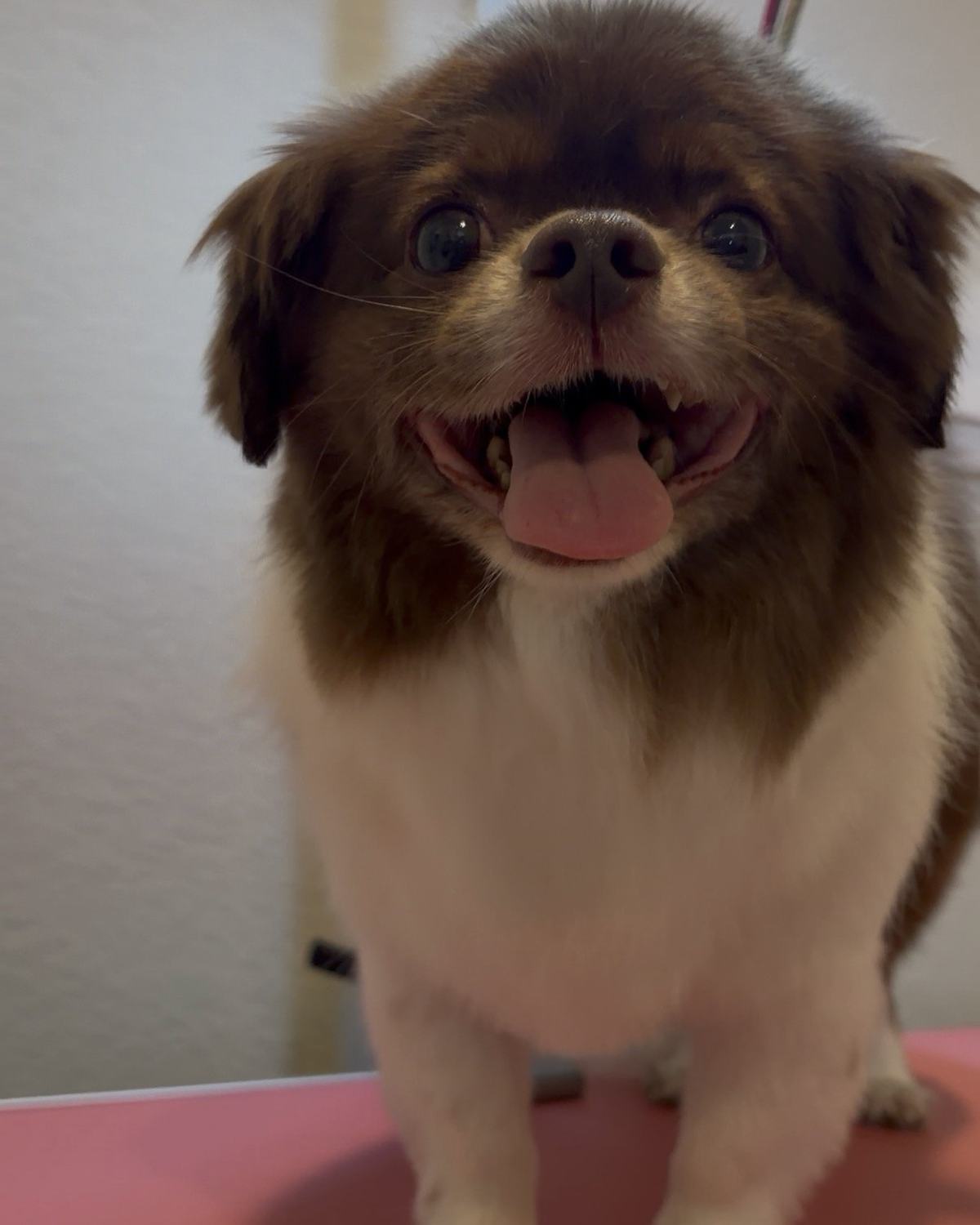 A brown and white long-haired dog standing on a pink grooming table