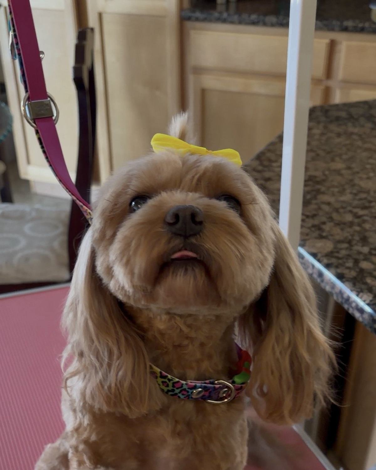 A red cavapoo with a yellow bow standing on a grooming table in a client&rsquo;s home