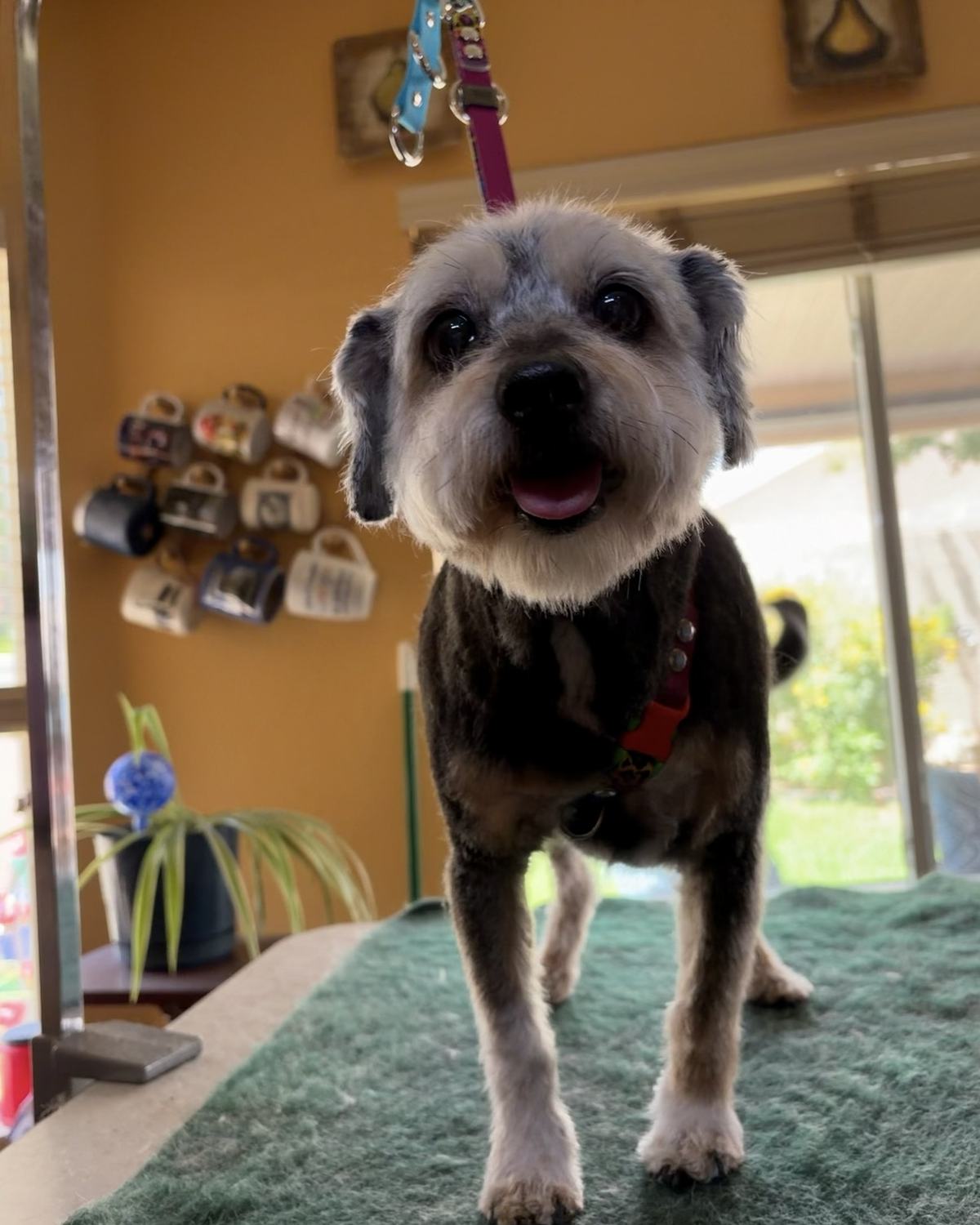 A grey schnauzer mix standing on a grooming table beside a sunny window