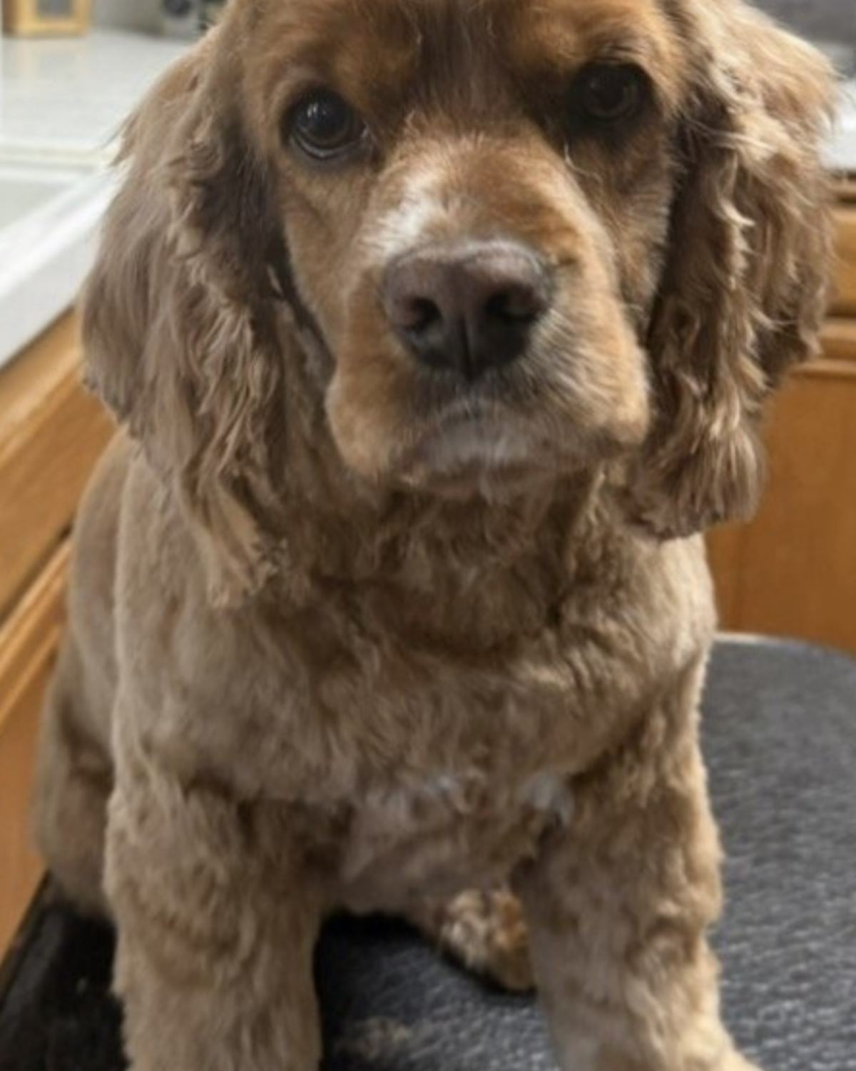 A golden cocker spaniel sitting calmly after a full groom
