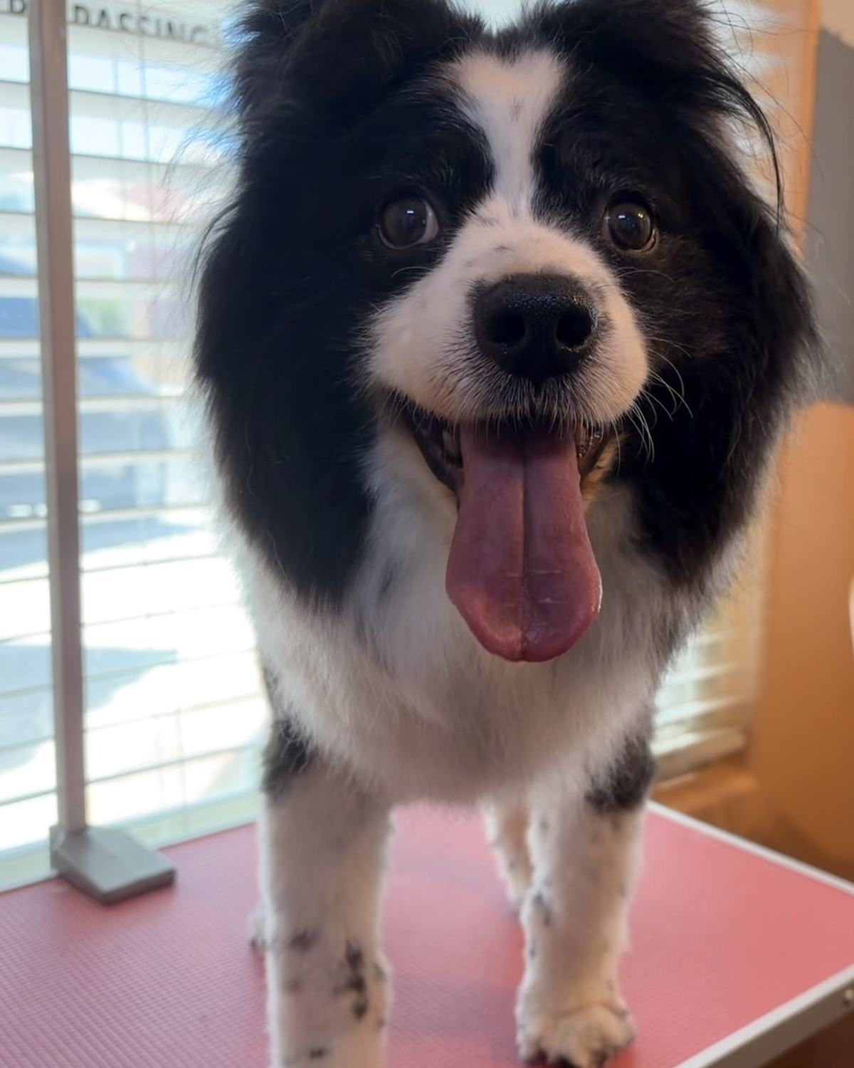 A black and white dog with a big smile standing on a pink grooming table