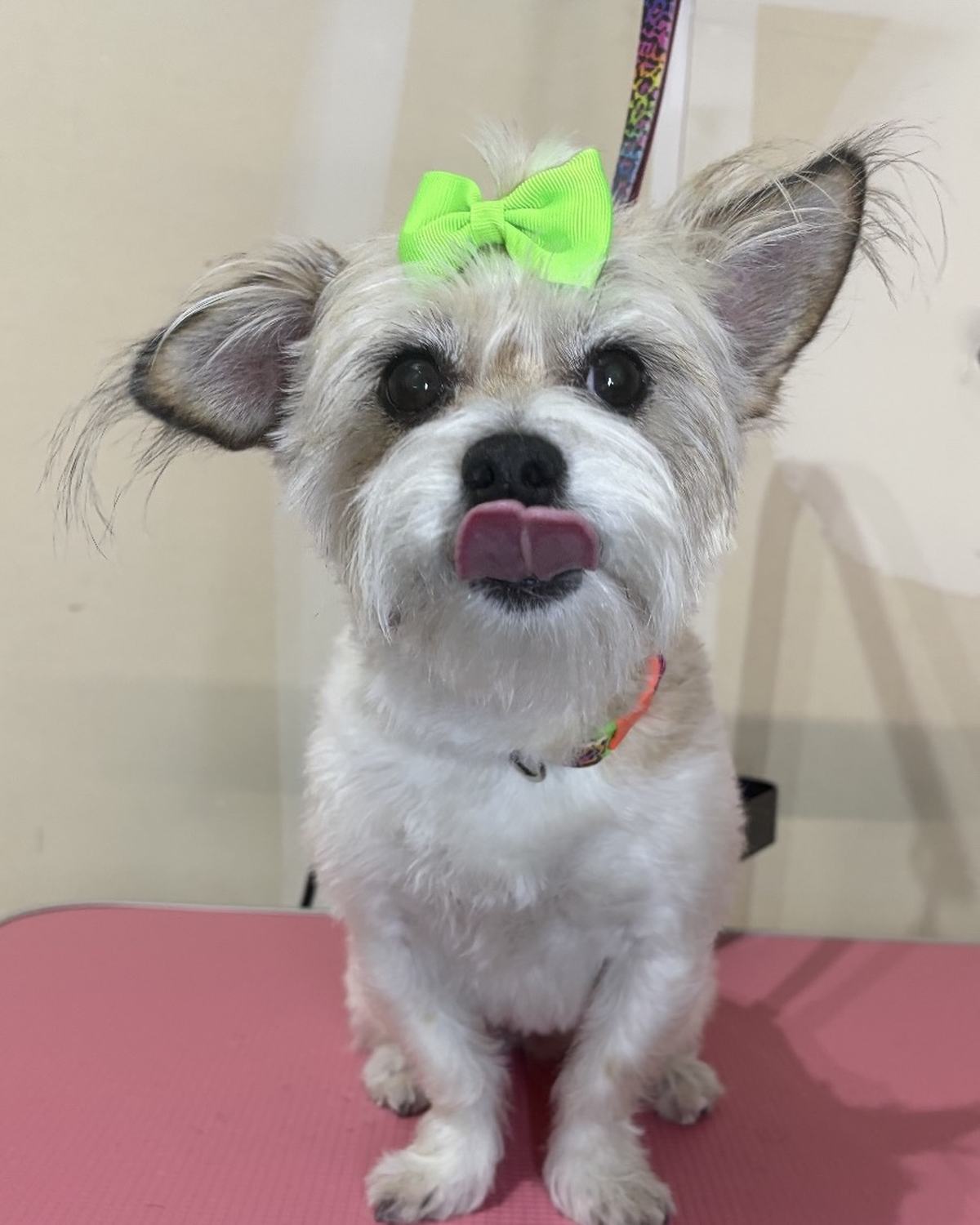 A small white dog wearing a green bow, freshly groomed on a pink table