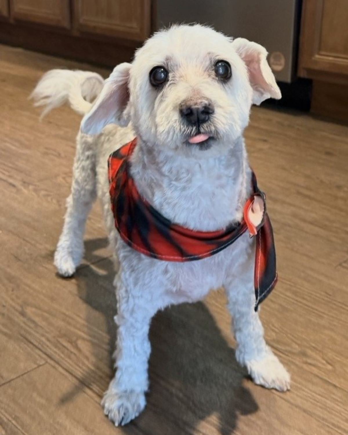 A white bichon mix in a bandana standing on a wooden floor after a groom