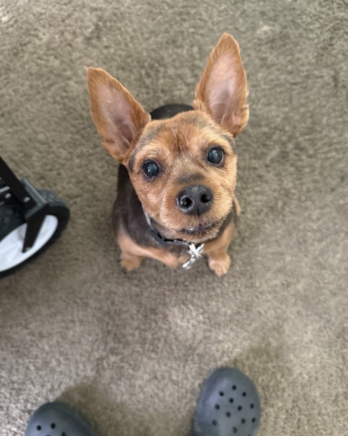 A little chihuahua looking straight up at the camera from the carpet
