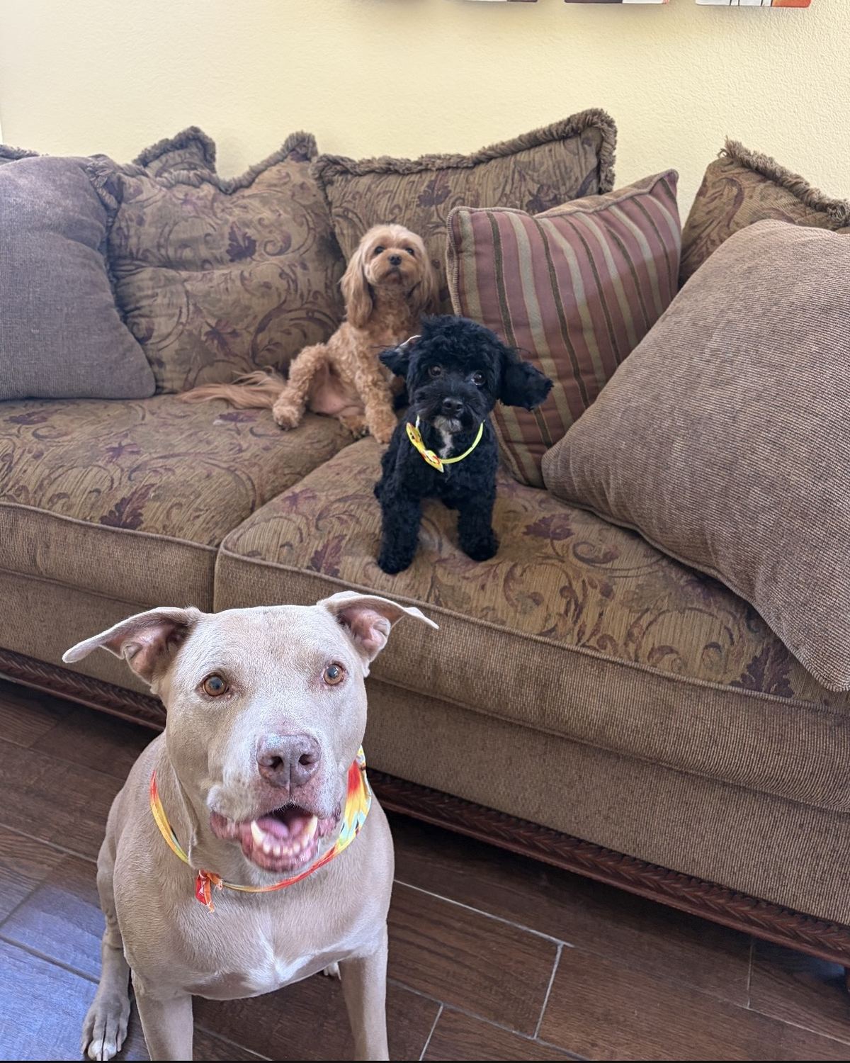 A pit bull, a red cavapoo and a black poodle mix, all freshly groomed, together in their family&rsquo;s living room