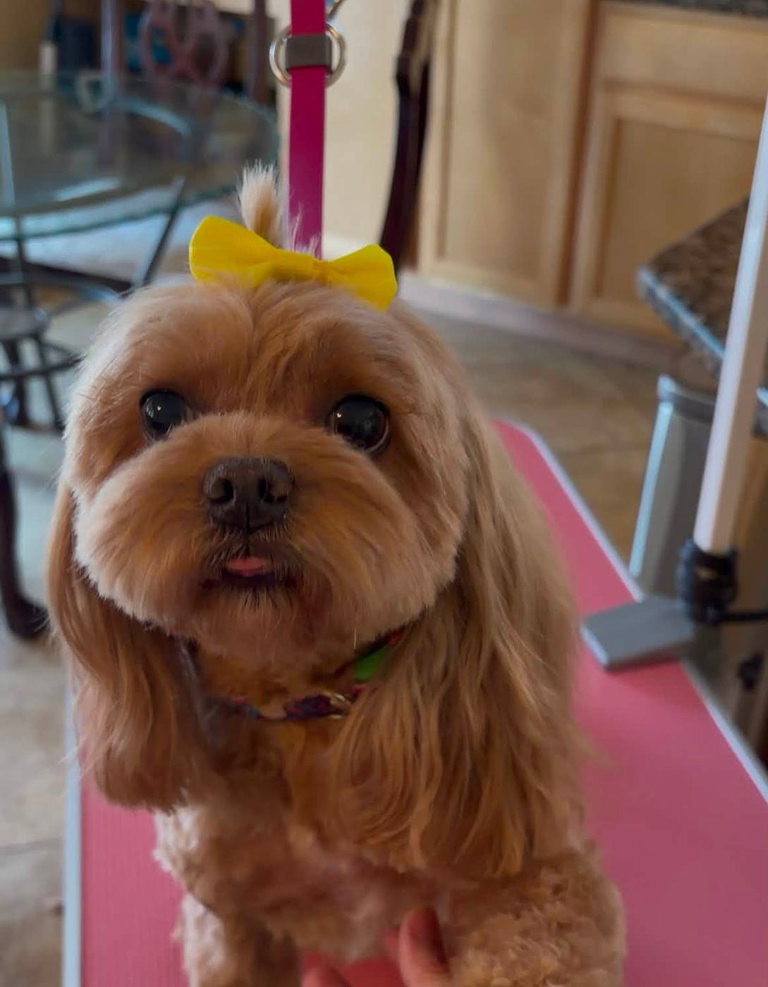 A freshly groomed red cavapoo standing on a portable grooming table set up in a client's home