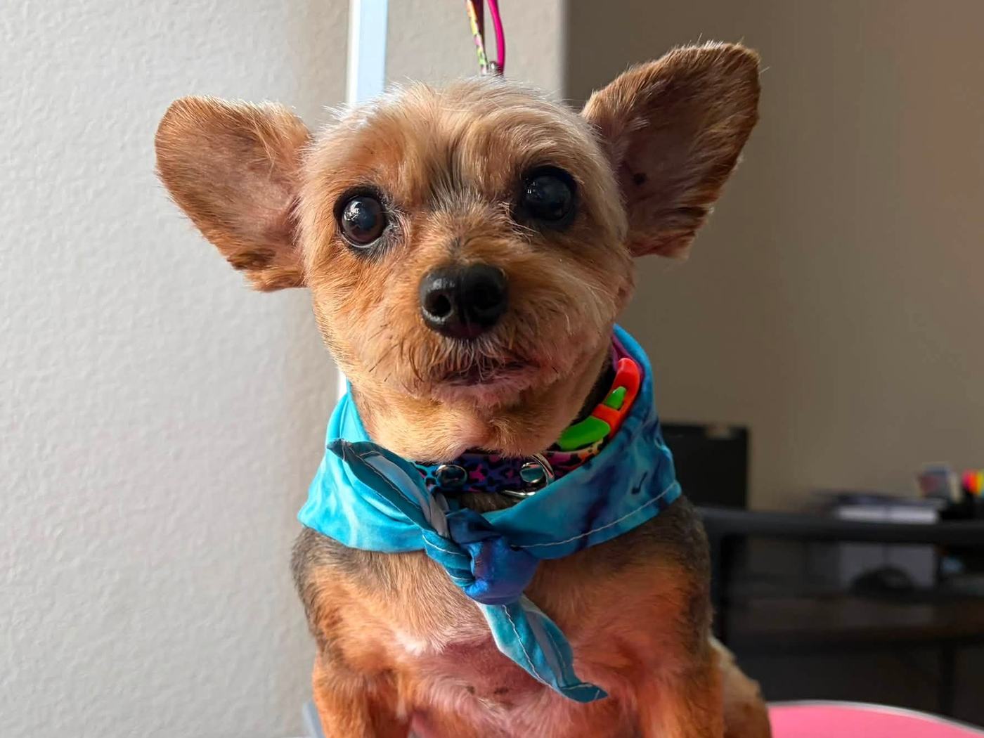 A small terrier mix in a blue bandana sitting on a pink grooming table