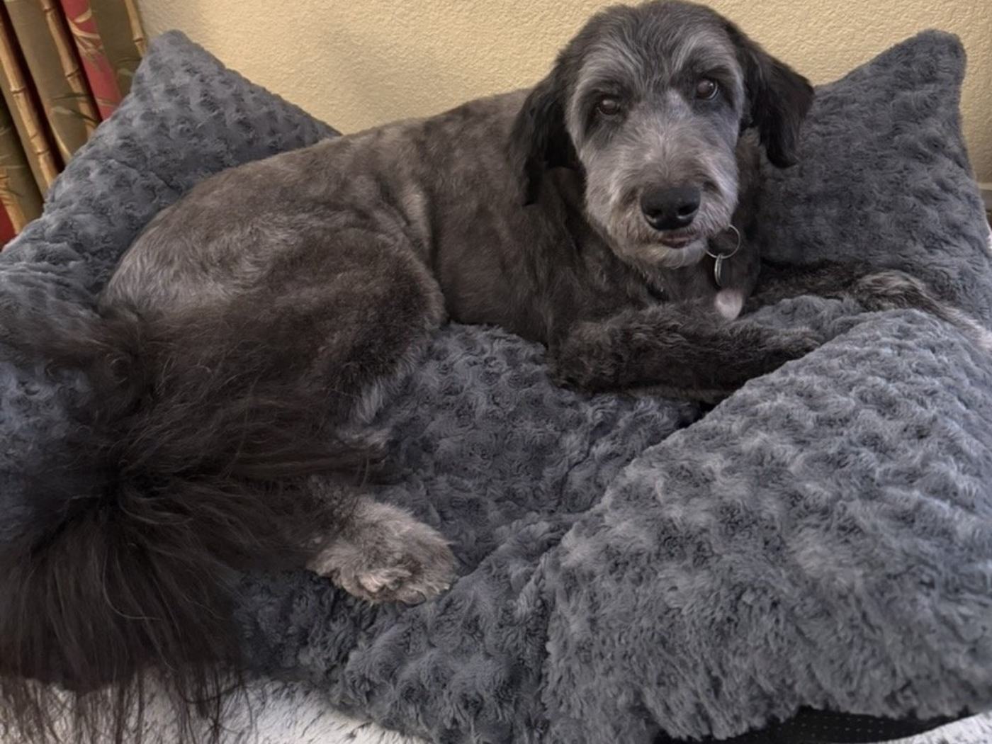 Two freshly groomed dogs curled up together in a soft grey pet bed at home