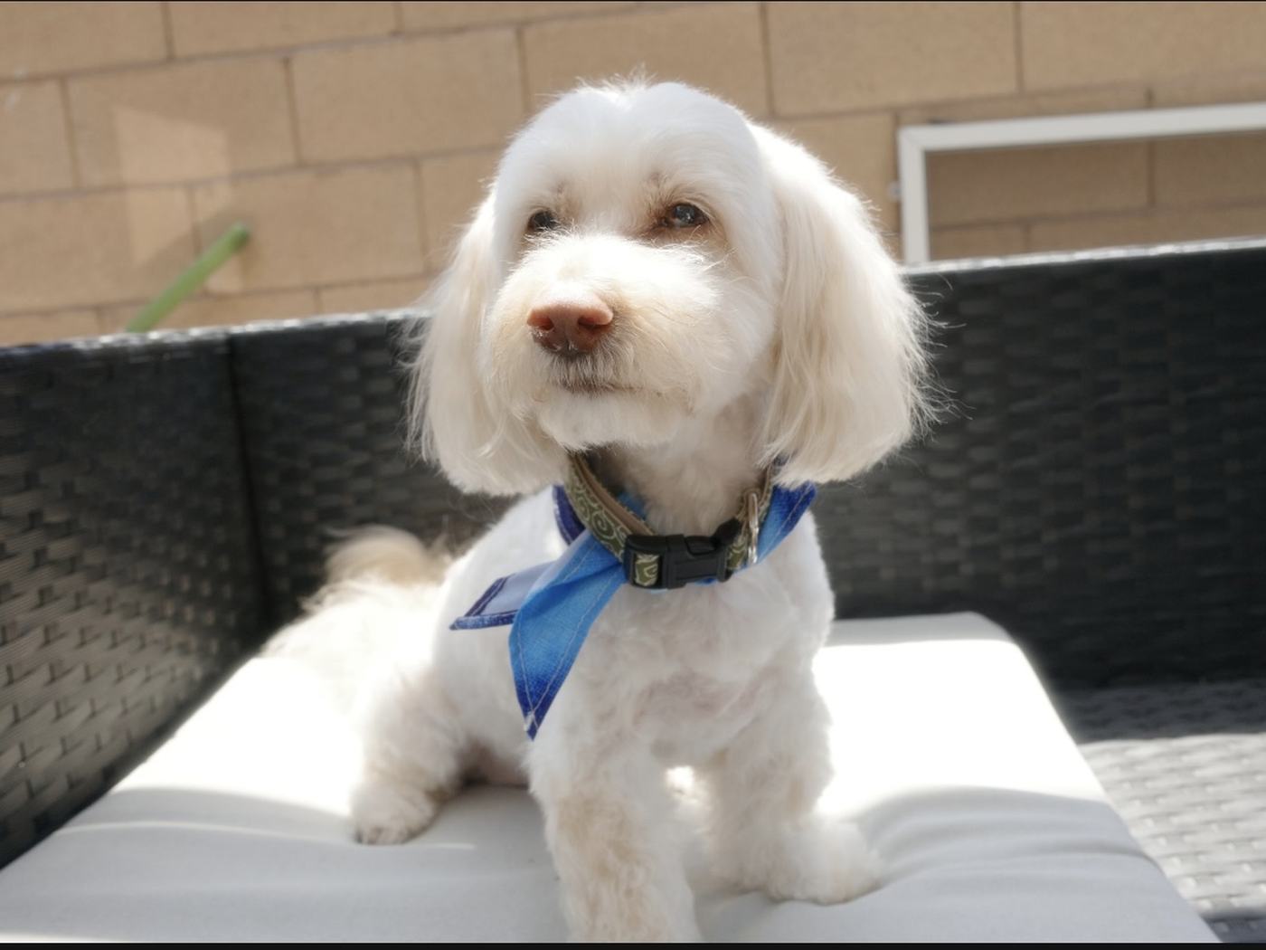 A freshly groomed white doodle sitting out on a sunny patio